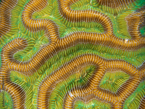 Brain coral close up detail (green and orange) © LEA