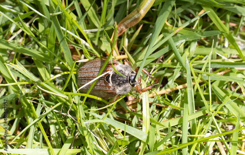 Maikäfer im Gras