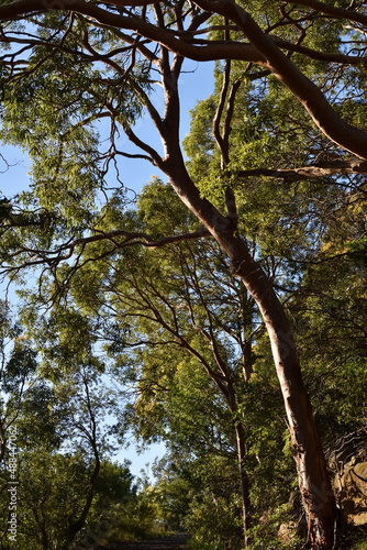 Sydney red gum trees and sky