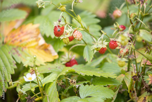 Walderdbeeren
