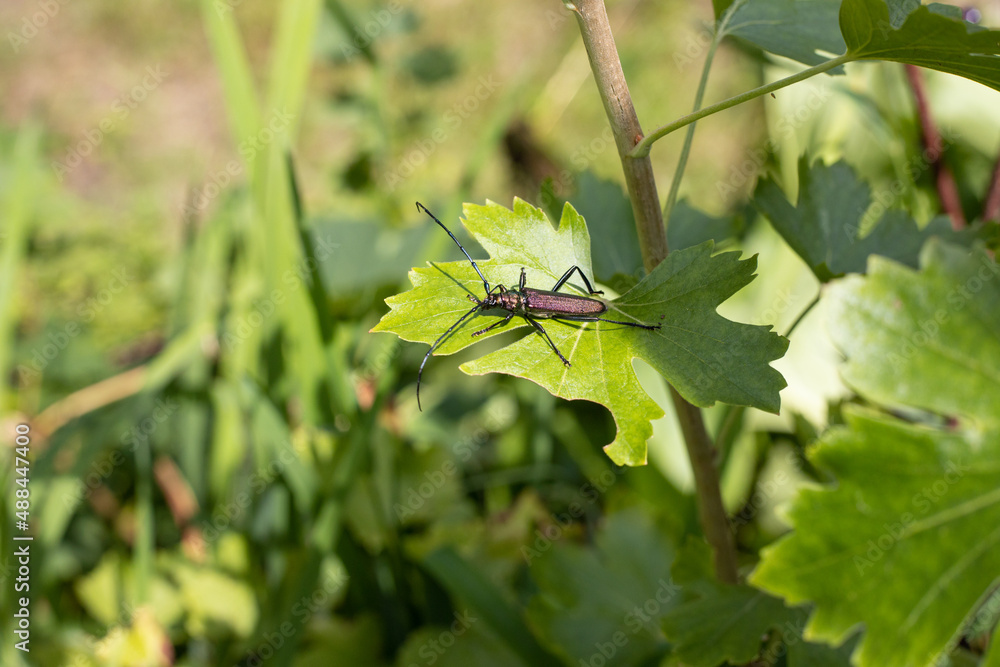 Moschusbock auf Blatt Moschusbock auf Blatt