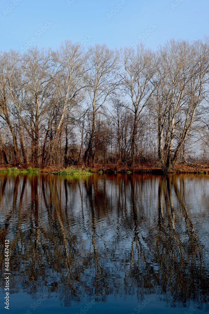 Trees without leaves and its reflection in the water