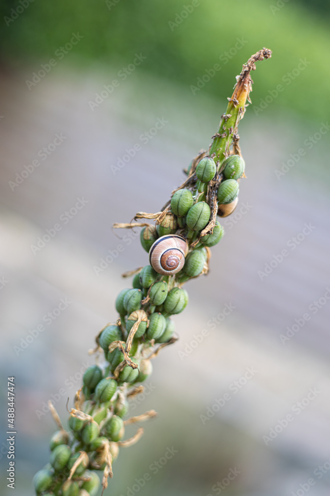 Obraz premium Schnecke