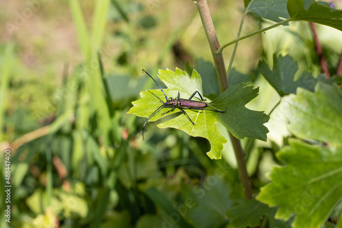 Moschusbock auf Blatt