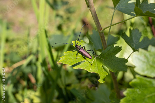 Moschusbock auf Blatt
