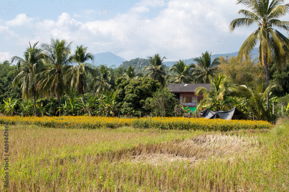Fototapeta premium Thailand countryside Coffee House