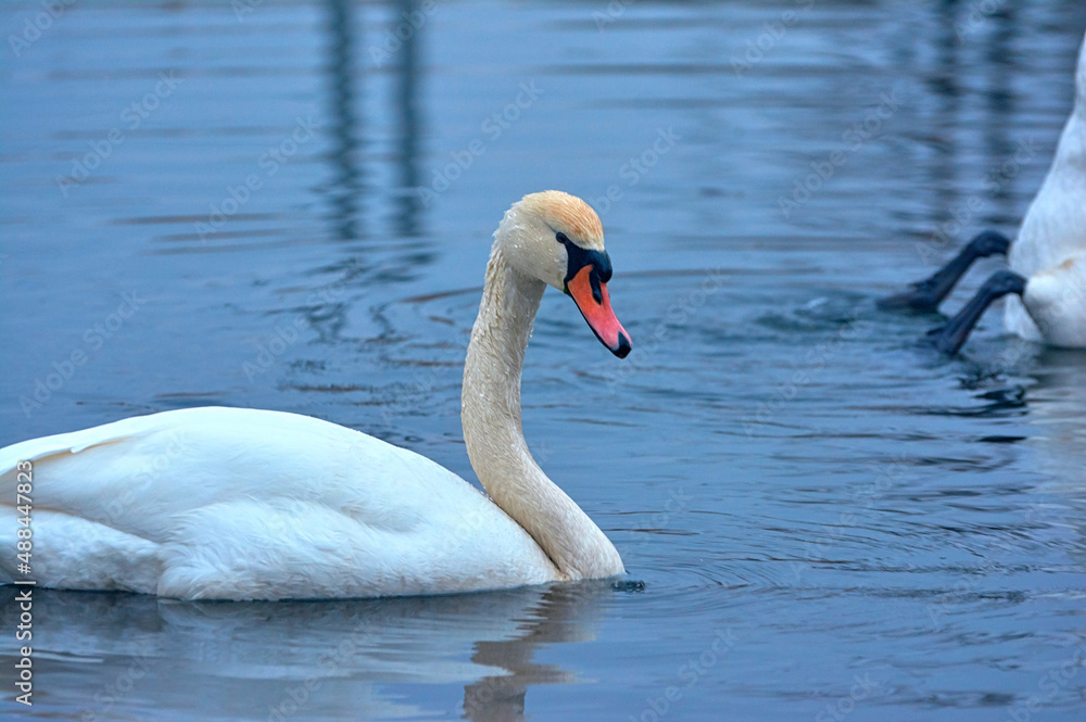 White swan swims on the river early spring. White swan swims on the river early spring.