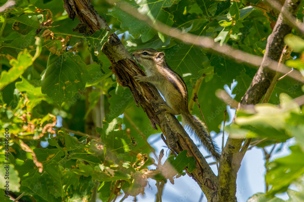 Fototapeta premium A striped chipmunk sits on a tree trunk.