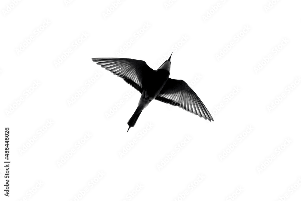 Obraz premium The European bee - eater - Merops apiaster - is a near passerine bird in the bee-eater family