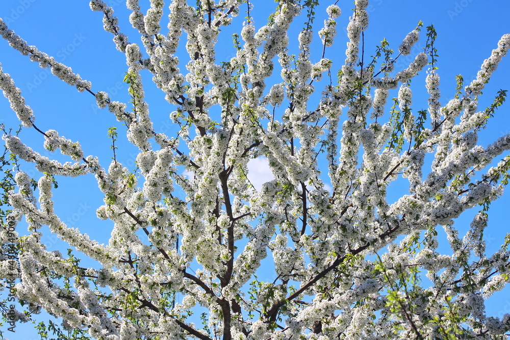 Flowering apple trees in spring with white small flowers.
