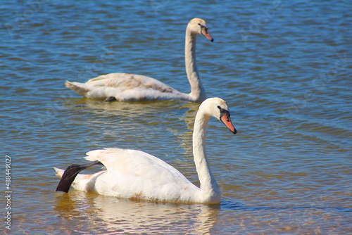 Two white swans are swimming in a pond.