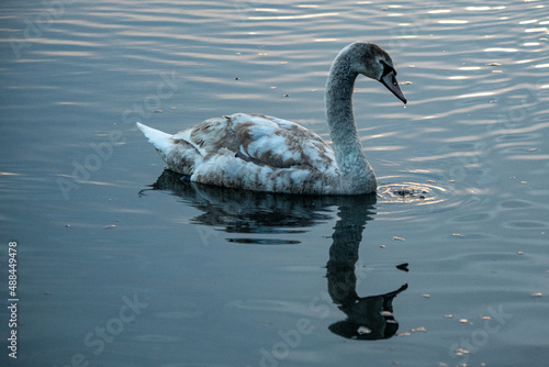 Fototapeta Naklejka Na Ścianę i Meble -  swan on the lake
