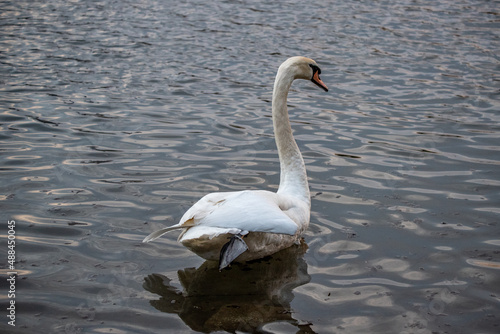 swan on the lake