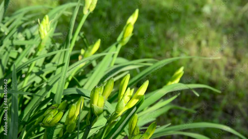 Yellow iris flower in the garden. High quality FullHD footage Yellow iris flower in the garden. High quality FullHD footage