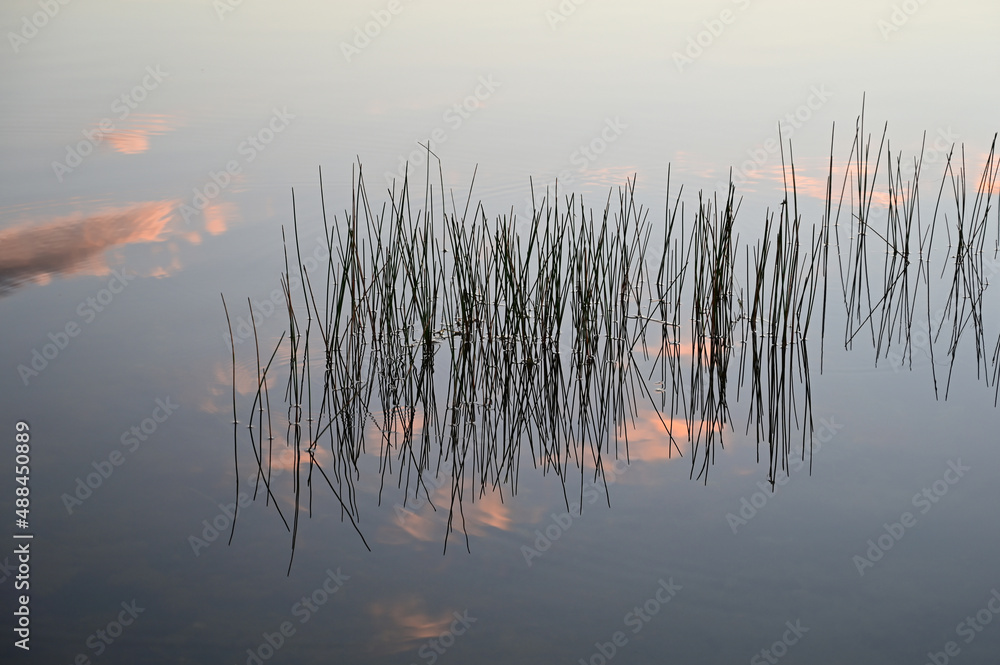 Reeds and cloud reflections at sunrise in Nine Mile Pond inEverglades National Park, Florida.