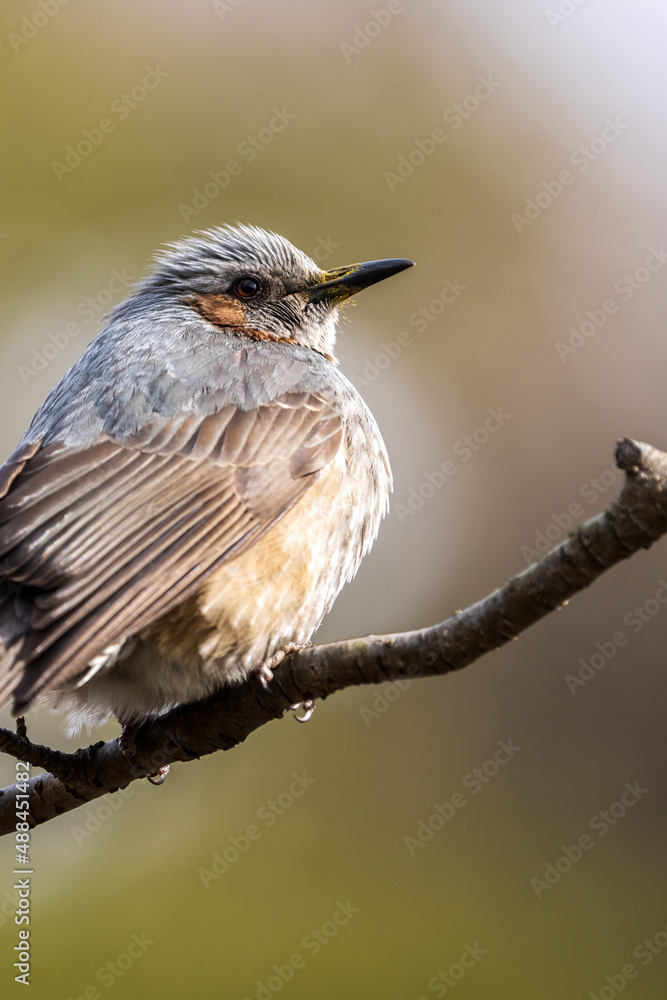 Fototapeta premium Brown-eared Bulbul perching on the tree branch.