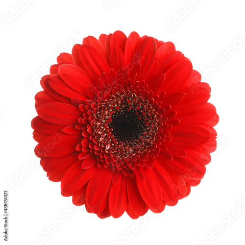 Beautiful red gerbera flower on white background