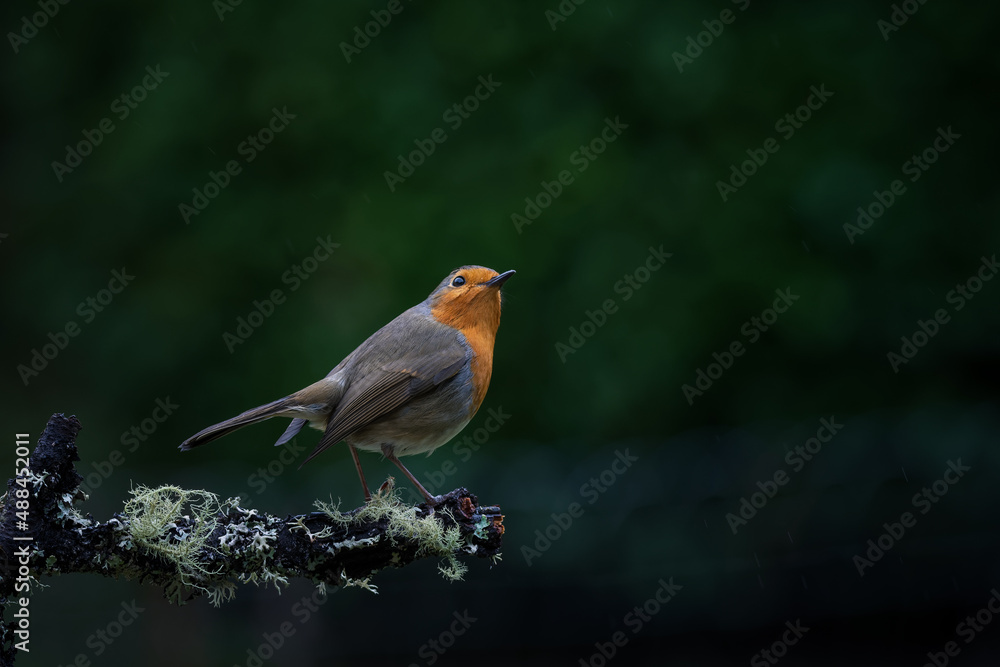 robin perched on a branch in rainy weather robin perched on a branch in rainy weather