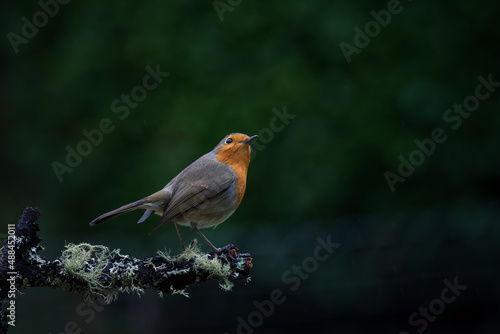 robin perched on a branch in rainy weather © Marc Andreu