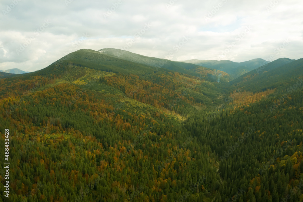 Aerial view of beautiful forest in mountains on autumn day