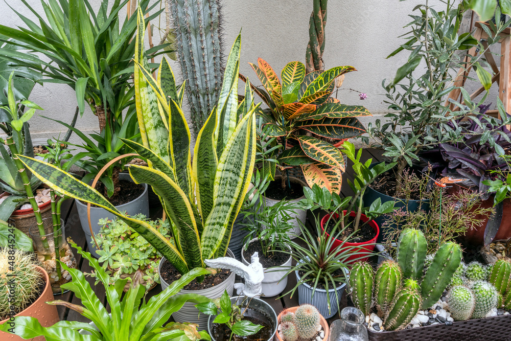 Obraz premium Lots of plants, cacti, croton petra, sansevieria, olive trees and decorative pieces on an urban penthouse terrace