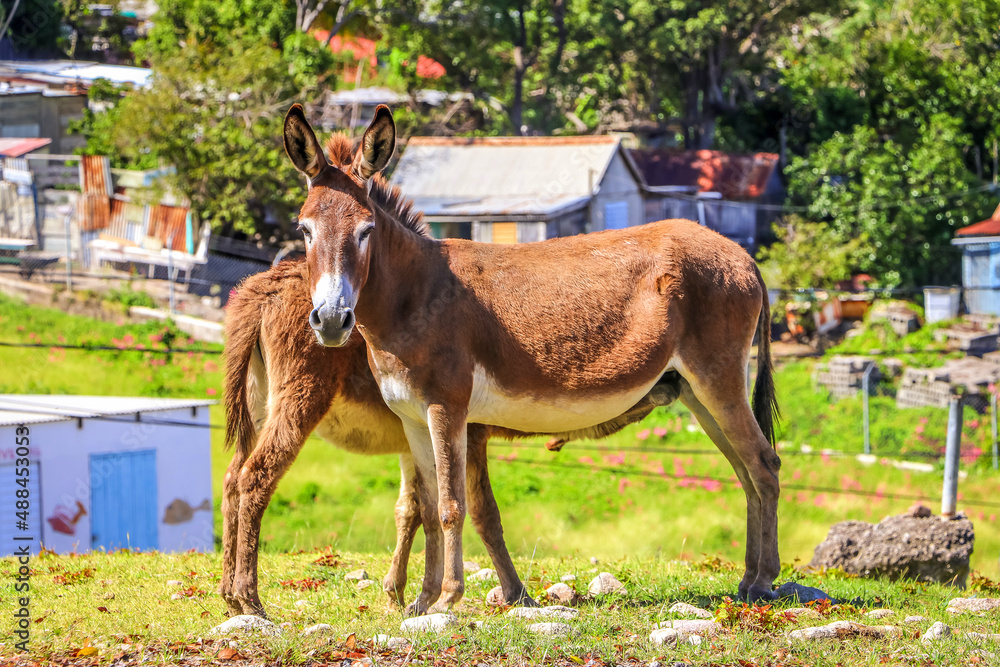 Obraz premium Nevis of St. Kitts & Nevis, Caribbean