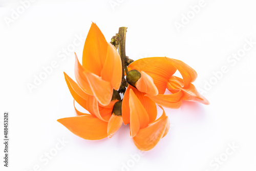 Butea monosperma Ktze or palash flower of southeast asia on white background. Plaso monosperma, Butea frondosa, Erythrina monosperma. Papilionaceae. photo