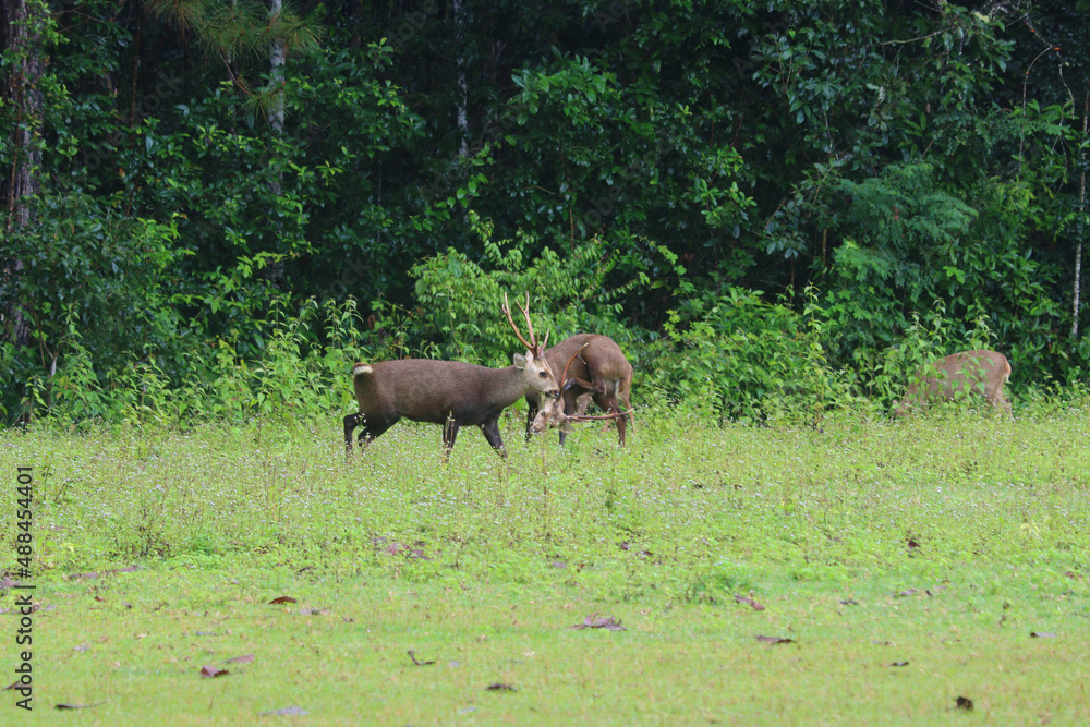 muntiacus muntjak fighting during rutting season muntiacus muntjak fighting during rutting season