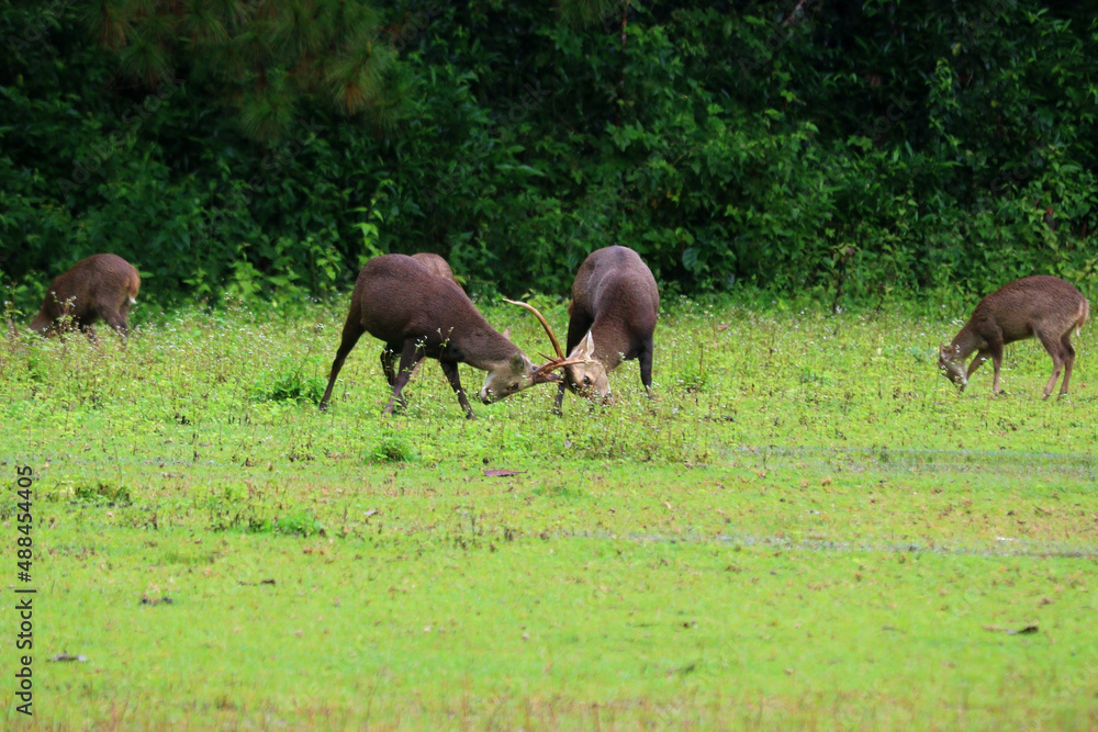 muntiacus muntjak fighting during rutting season