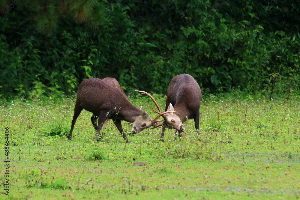 muntiacus muntjak fighting during rutting season muntiacus muntjak fighting during rutting season