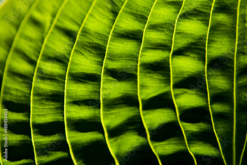 Beautiful green leaf in close-up. Shades of greens and the play of lights reminds me spring .