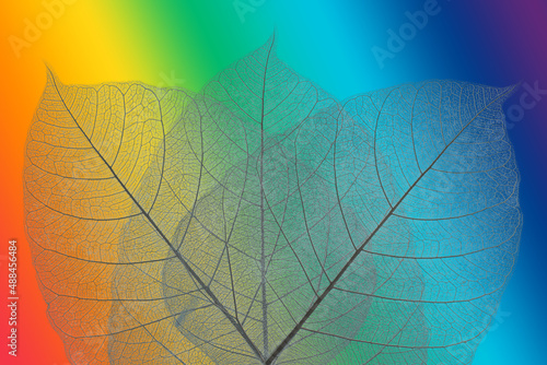 Top view of the leaf. Colorful skeleton leaf leaves with a transparent shape .abstract leaves from nature with a beautiful background in rainbow color for text and advertising.