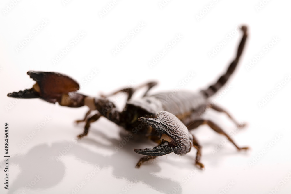 Black scorpion in close-up on a white background. Soft light Black scorpion in close-up on a white background. Soft light