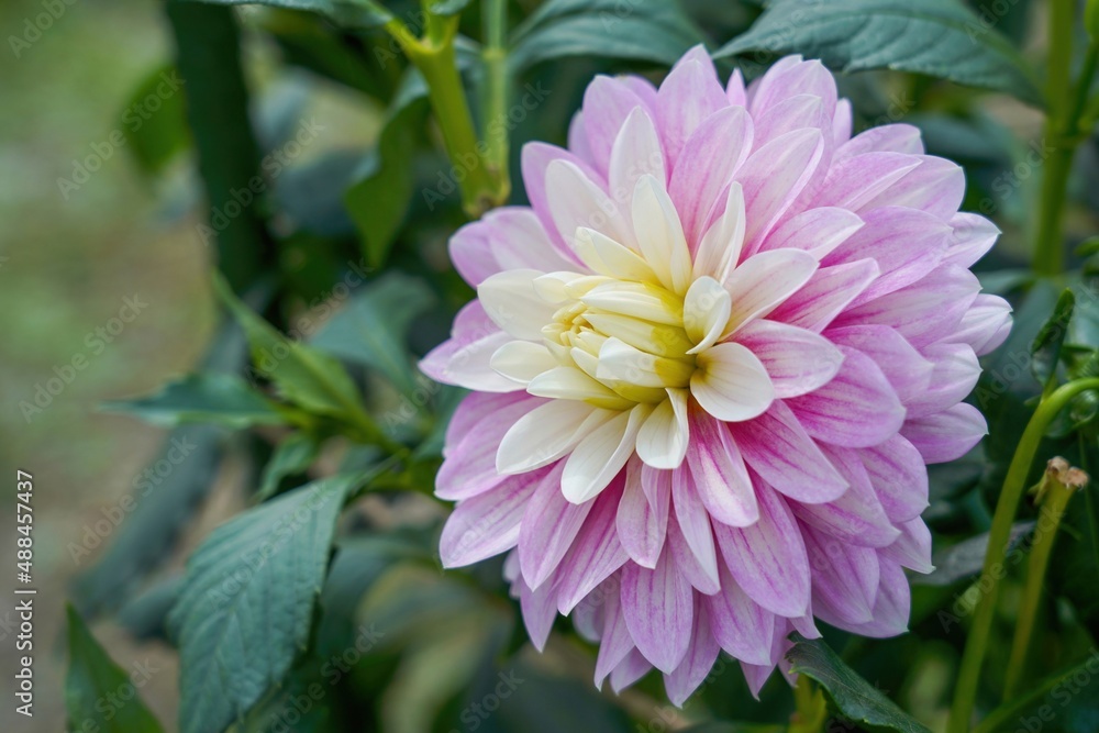 Fototapeta premium 満開の淡いピンクのダリアの花