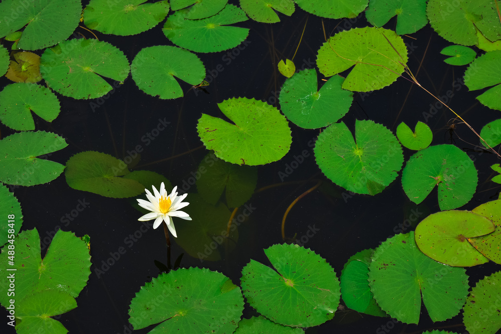 Aerial view of a lily and its leaves on the surface of the lake. Aerial view of a lily and its leaves on the surface of the lake.