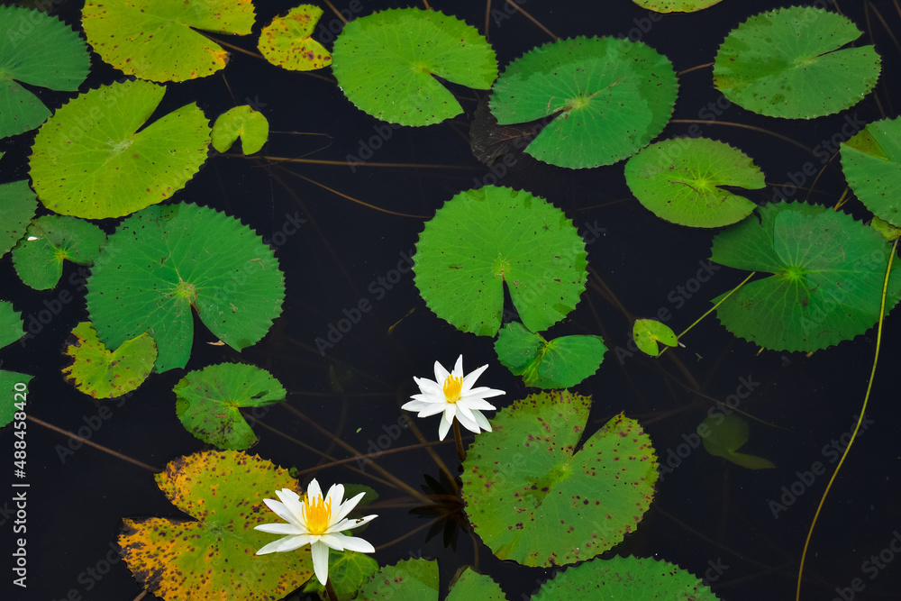 Top view of white lilies and its leaves on the surface of the lake. Top view of white lilies and its leaves on the surface of the lake.