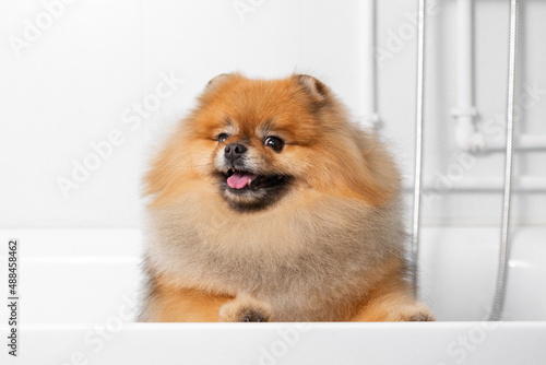 Pet grooming. Cute fluffy cheerful red Pomeranian peeking out of the white bathroom. 