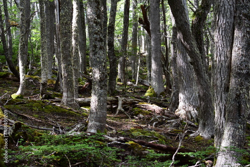 Landscape Lake Mountain Forest River Sky View Travel Ushuaia Tierra del Fuego Argentina End of the world 