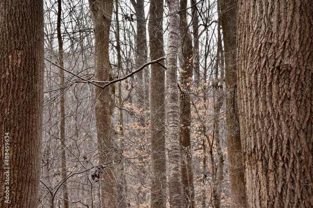 Obraz premium tree trunk texture