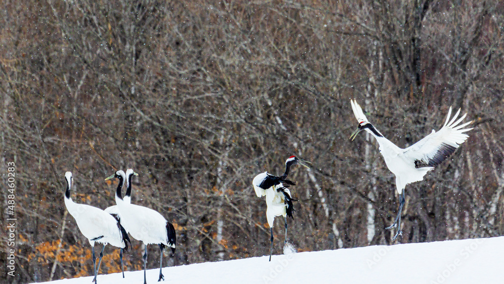 Obraz premium タンチョウ ダンス 求愛