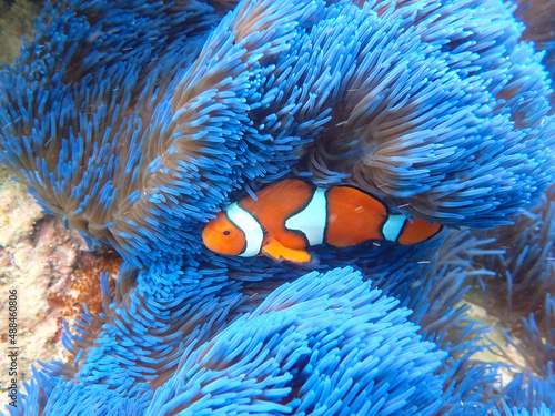Photo clownfish in anemone