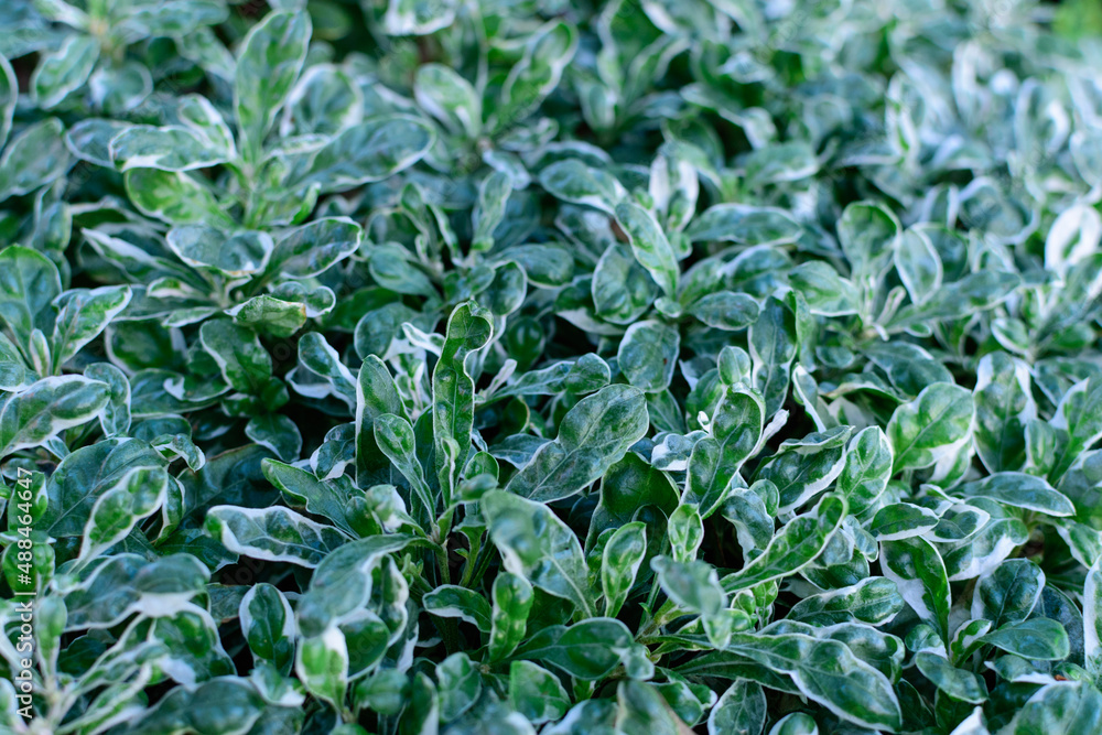 green leaves background green leaves background