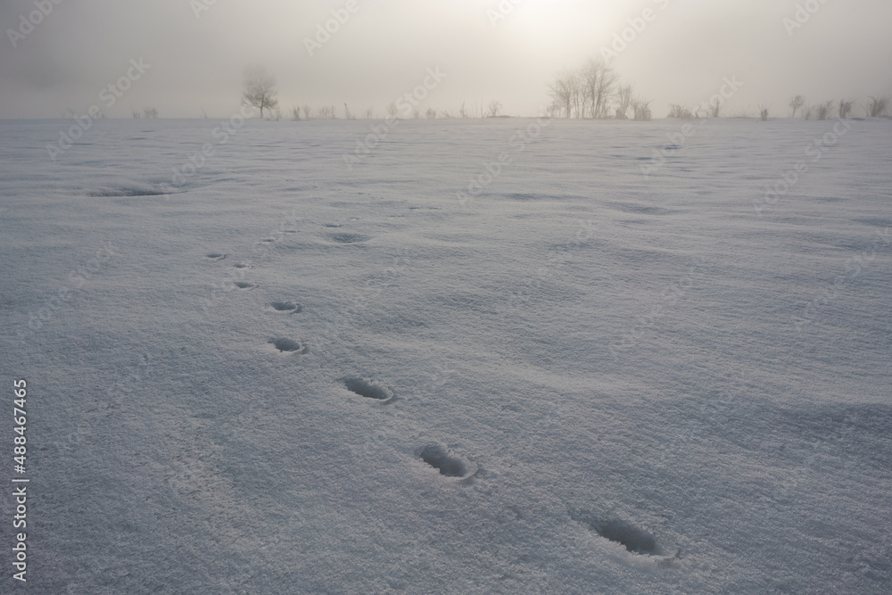 雪原と足跡