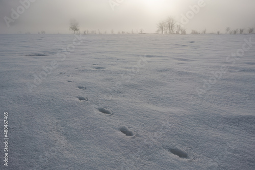 雪原と足跡