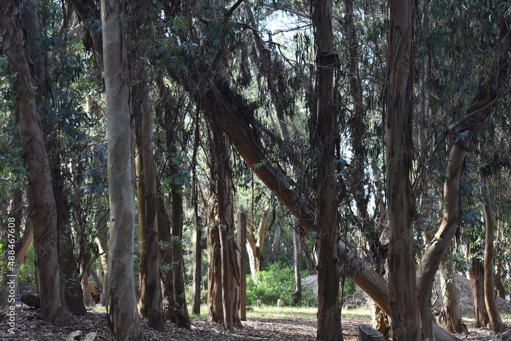 Fototapeta premium Forest Landscape