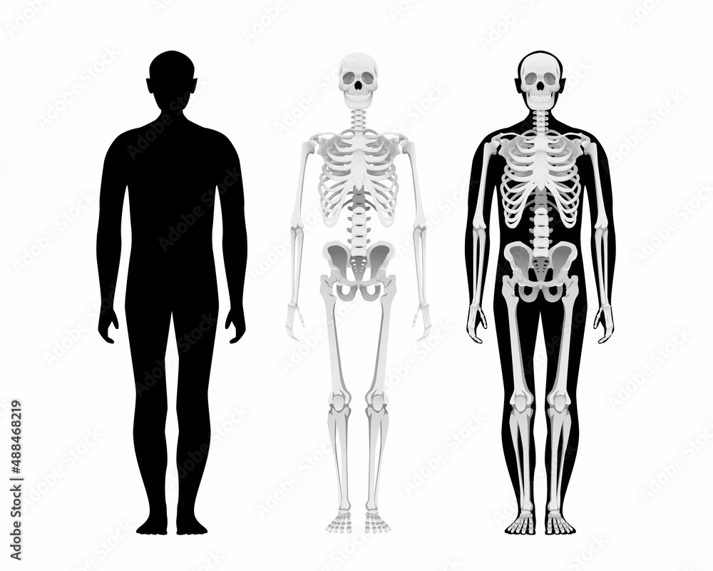 Fototapeta premium Human body anatomy, skeletal system, male person skull bones illustration