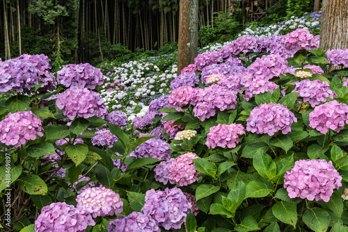 Wallpaper Mural 雨のあじさい園 Torontodigital.ca