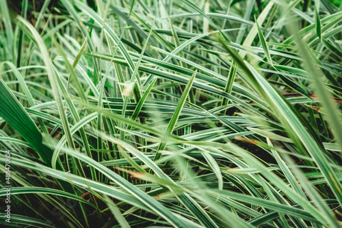 Foto Ophiopogon jaburan vittatus
