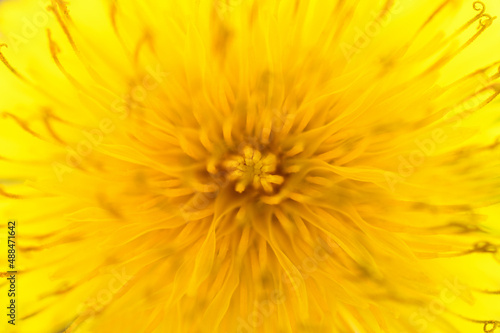 Close-up of a yellow dandelion. Spring floral background. Macro photography with soft focus