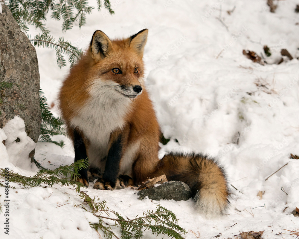  Red Fox Stock Photos. Fox Image. Picture. Portrait. Close-up profile view in the winter season in its environment and habitat with snow background displaying bushy fox tail, fur.